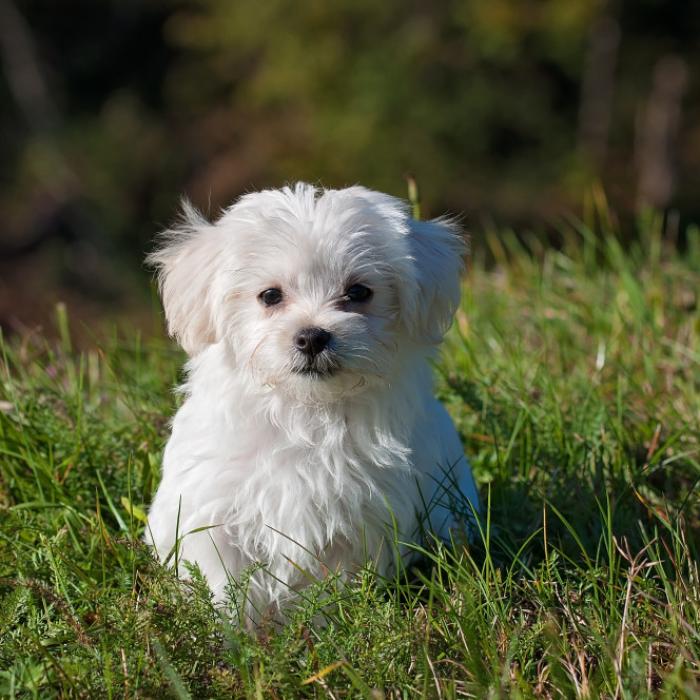 Original snapshot of the maltese